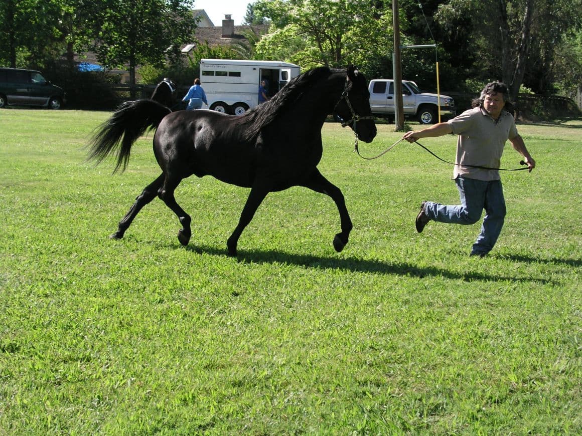Horse moving across a sunlit field