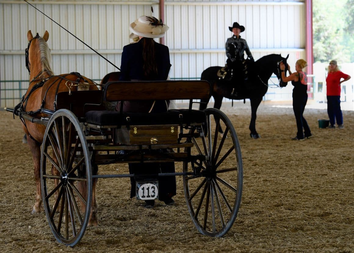 Carriage competitor waiting in the arena