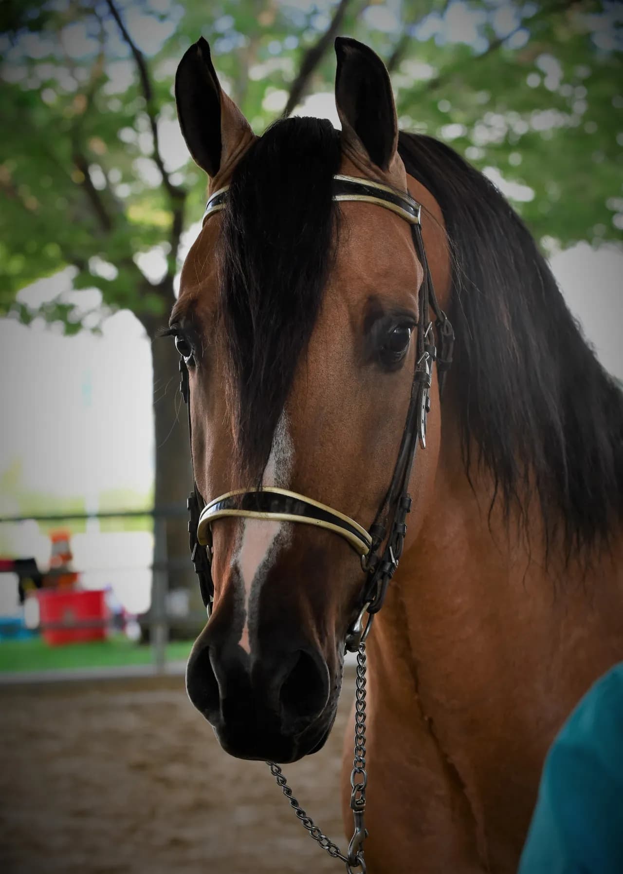 Close portrait of a bay horse