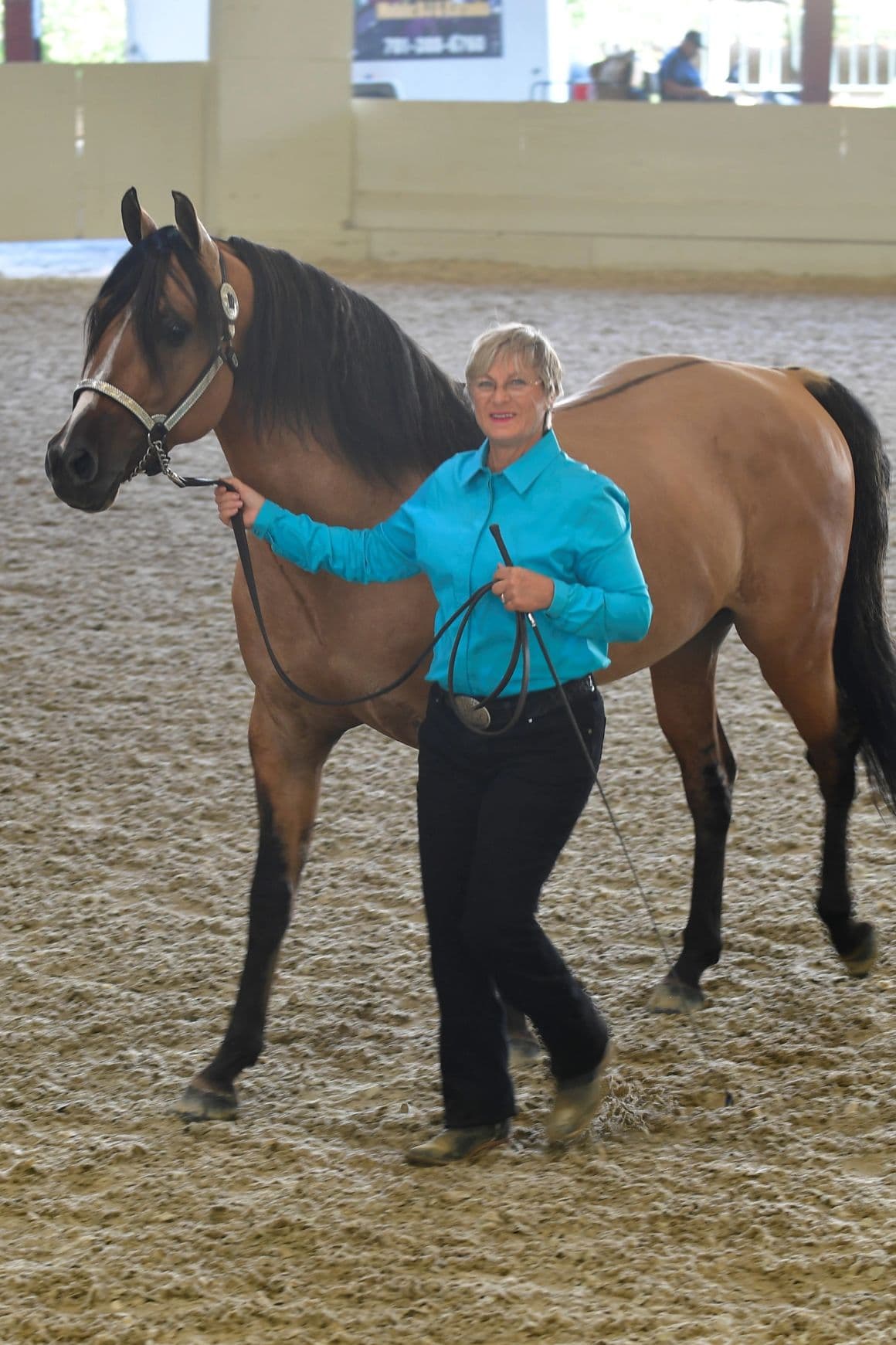 Handler presenting a horse in the show ring